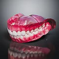 Dental Model of Human Jaw with Teeth and Gums Structure Anatomy