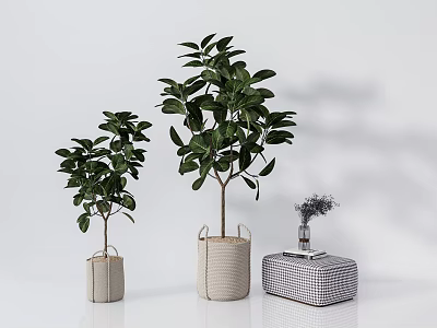 Different Sizes Bonsai Plants in Beige Woven Pots with Checkered Stool and Vase 3d model