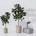 Different Sizes Bonsai Plants in Beige Woven Pots with Checkered Stool and Vase