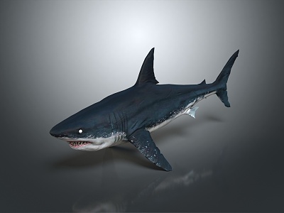 Shark cartoon shark great white shark whale shark hammerhead shark tiger shark man-eating shark blue shark freshwater fish 3d model