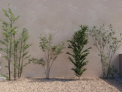 Different Types of Trees Lined Against Beige Wall With Gravel Ground and Green Foliage 3d model