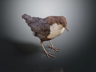 Small Brown And White Bird Standing On Dark Background With Detailed Feather Features 3d model