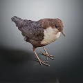 Small Brown And White Bird Standing On Dark Background With Detailed Feather Features