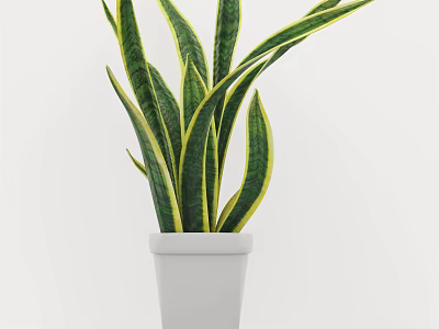 Potted Plant With Green And Yellow Striped Leaves In White Pot For Indoor Decor 3d model