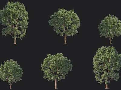 Various Arbor Tree Collection With Green Leaves Trunk And Different Crown Shapes 3d model