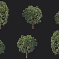 Various Arbor Tree Collection With Green Leaves Trunk And Different Crown Shapes