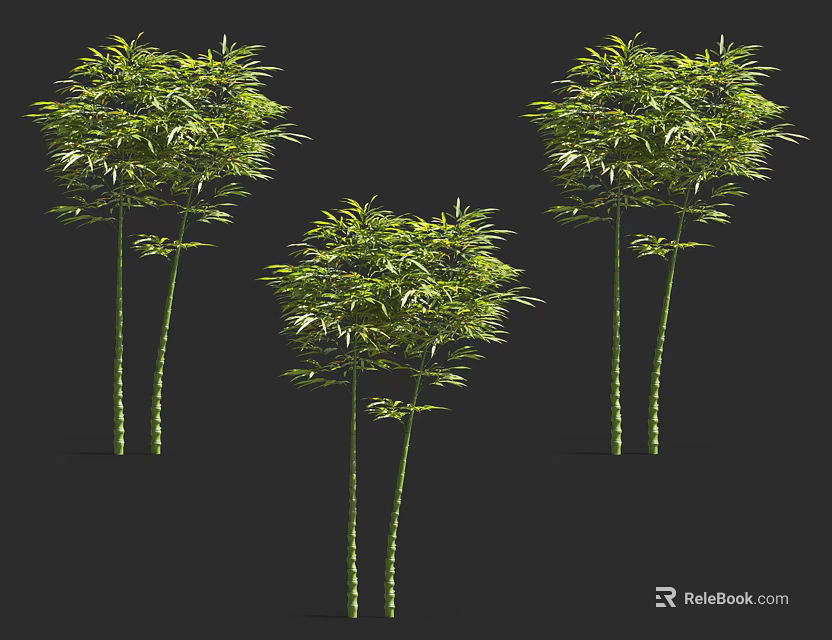 Three Tall Green Bamboo Plants With Lush Leaves Against Black Background 3d model 