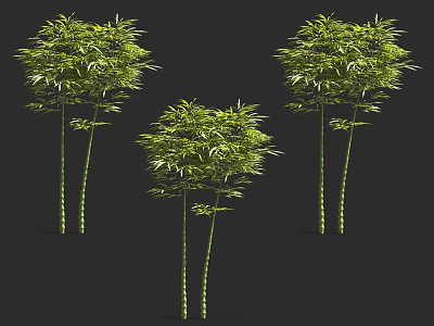 Three Tall Green Bamboo Plants With Lush Leaves Against Black Background 3d model