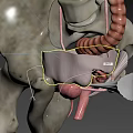 Pelvic Organs 3D Medical Anatomy Illustration Showing Bladder Rectum And Ligaments