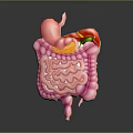 Abdominal Organs 3D Anatomical Model Showing Stomach Liver And Intestines Structure
