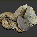 Detailed Ancient Marine Ammonite Fossils With Spiral Shell Structures And Varied Colors
