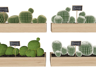 Modern Cactus Green Plants Potted Plants Decorative Flower Box Ornaments model