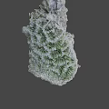 Unique Green And White Coral With Intricate Textured Natural Structure