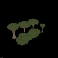 Arborescent Trees Displaying Six Unique Forms With Distinct Trunks And Lush Canopies 3d model