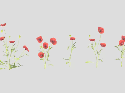 Red Poppy Flowers in Various Blooming Stages with Multiple Plants 3d model