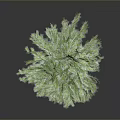 Lush Green Tree With Dense Foliage Isolated On Dark Gray Background