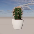 Simple Indoor Cactus Potted Plant In White Ceramic Pot For Home Decor
