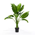 Large Leaf Green Potted Plant in Black Pot for Indoor Decoration