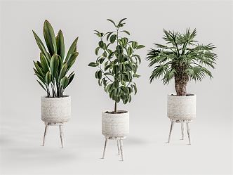 Modern Potted Plant 3d model