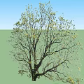 Tall Arbor With Lush Green Leaves And Spreading Branches In Natural Setting