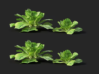 Fresh Green Leafy Lettuce Vegetables Displayed On Black Background 3d model