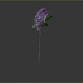 Purple Lilac Plant with Green Leaves and Slender Stem Against Gray Background