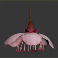 Pink Flower With Soft Pink Petals And Vibrant Red Stamen On Gray Background With Reflection