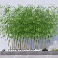 Tall Green Bamboo Plants With Lush Leaves White Pebbles And Decorative Rocks