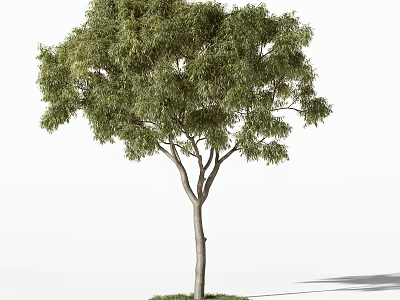Lush Green Arbor With Dense Foliage Tall Trunk And Natural Shadow On Grass 3d model