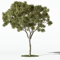 Lush Green Arbor With Dense Foliage Tall Trunk And Natural Shadow On Grass