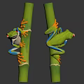 Red Eyed Tree Frogs Climbing On Green Bamboo Stalks Against Dark Background