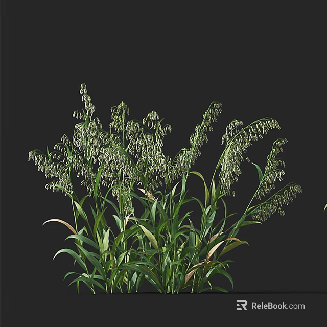 Tall Green Herbaceous Plants With Slender Leaves And Hanging Seed Heads On Dark Background 3d model 