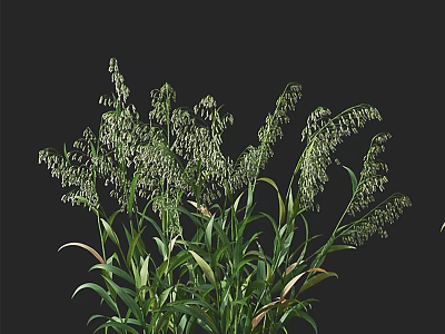 Tall Green Herbaceous Plants With Slender Leaves And Hanging Seed Heads On Dark Background 3d model