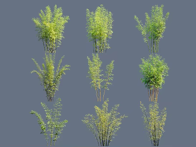 Diverse Ornamental Trees with Different Growth Forms and Lush Green Foliage 3d model