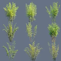 Diverse Ornamental Trees with Different Growth Forms and Lush Green Foliage