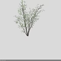 Decorative Shrub With Slender Branches And Small Green Leaves On White Background