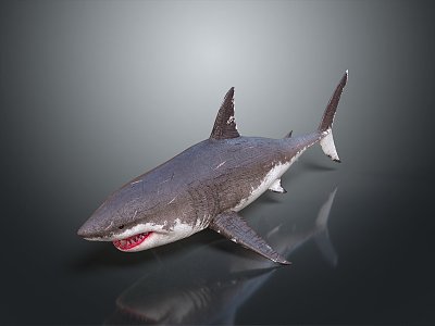 shark great white shark whale shark hammerhead shark tiger head shark man-eating shark blue shark coral red coral white coral model