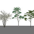 Three Arbor Trees with Different Foliage and Slender Trunks in Natural Scene 3d model