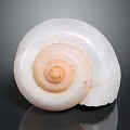 White Spiral Reptile Shell Featuring Pink Center On Dark Reflective Background