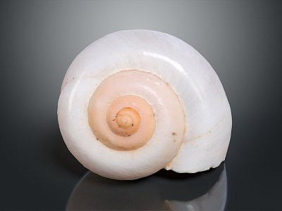 modern snail shell ivory snail shell sea snail conch bone snail 3d model