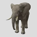 Large Gray Elephant With Wrinkled Skin Long Trunk And White Tusks