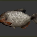Piranha Fish With Silver Body Red Belly And Plump Appearance On Dark Background