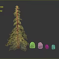Evergreen Pine Tree And Natural Stones With Various Sizes And Green Foliage