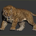 Leopard With Spotted Fur In Walking Stance Isolated On Gray Background