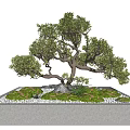 Bonsai Tree Featuring Curved Trunk Lush Foliage In Square Base With Moss And Small Stones