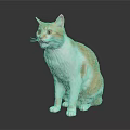 Orange and white cat sitting on shiny surface with dark background