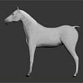 White Horse With Dark Spots Full Body Standing On Shiny Dark Background