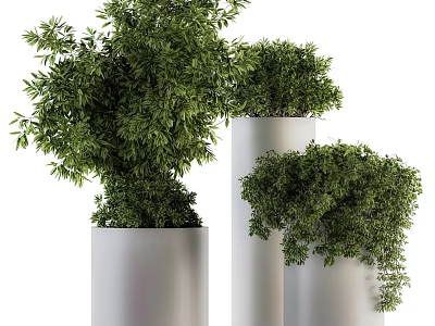 Lush Green Bonsai Potted Plants With Dense Foliage In Silver Cylindrical Planters 3d model