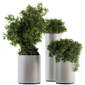 Lush Green Bonsai Potted Plants With Dense Foliage In Silver Cylindrical Planters