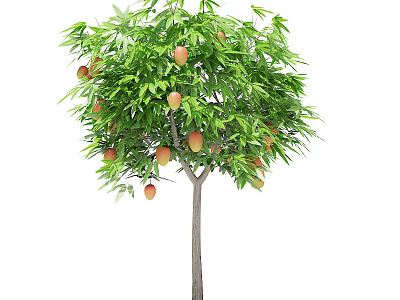 Lush Mango Tree With Green Leaves And Ripe Fruits On Tall Trunk 3d model